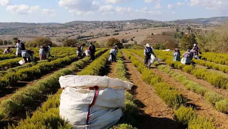 Ekim ayı bitmeden ekin! 1 ay önceden hasat veriyor, bahçesinde olan paraya para demiyor