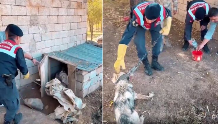 Evde zincire vurulan kurdu, Jandarma kurtardı