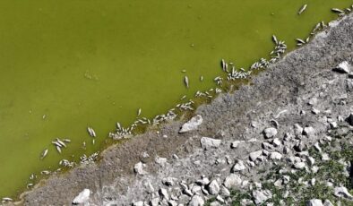Göletin kıyılarında tedirgin eden görüntü