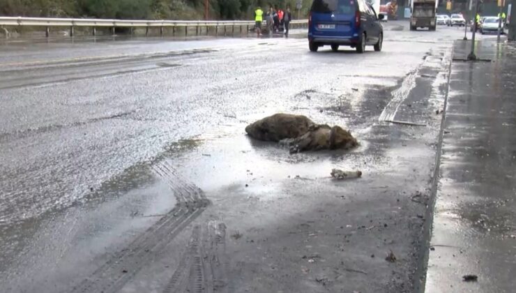 Görüntü İstanbul'un göbeğinden! Sağanakta domuz boğuldu