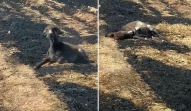 Görüntü Türkiye’den! Çekim yapacağım diye zavallı eşeğin can vermesini böyle izledi