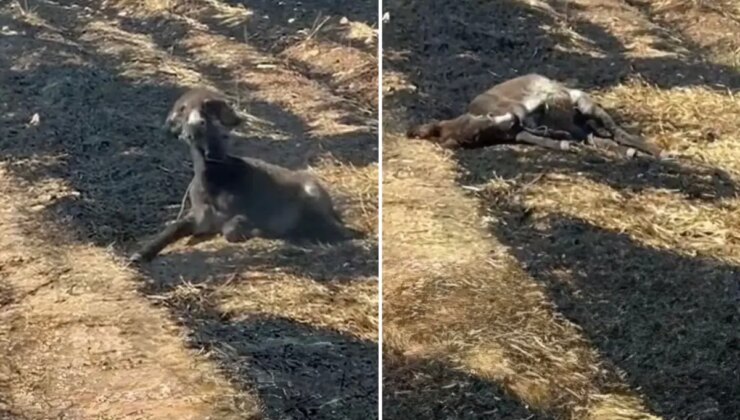 Görüntü Türkiye’den! Çekim yapacağım diye zavallı eşeğin can vermesini böyle izledi