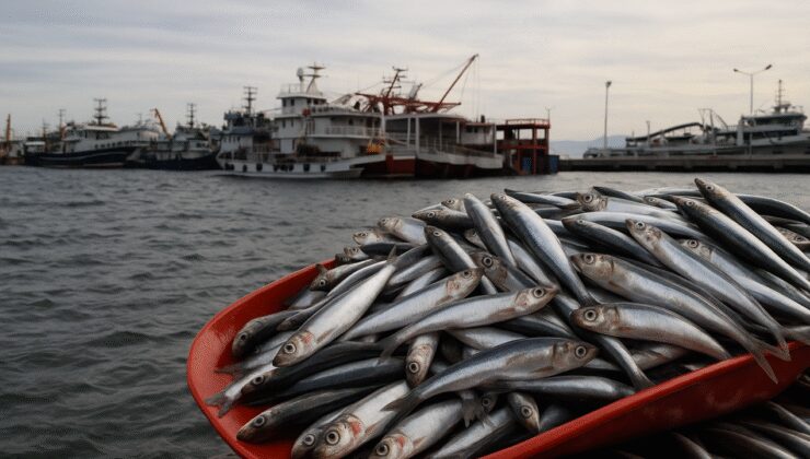 Hamsi Karadeniz'in dört bir yanını sardı