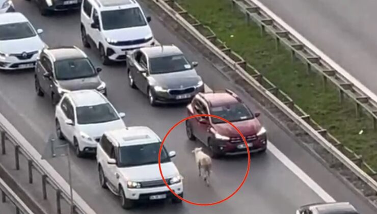 İstanbul trafiğinde koyun paniği