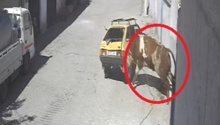 Kaçan boğa Nevşehir'i birbirine kattı