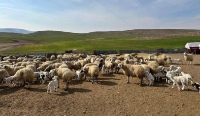 Karantina bitti, sevkiyatlar başladı