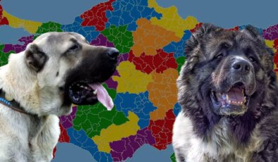 Karslılar ile Sivaslılar karşı karşıya: Kangal mı yoksa Kafkas çoban köpeği mi?