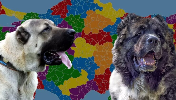 Karslılar ile Sivaslılar karşı karşıya: Kangal mı yoksa Kafkas çoban köpeği mi?