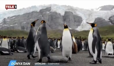 Kayyumun ilk icraatı: TELE1’de penguen belgeseli yayını