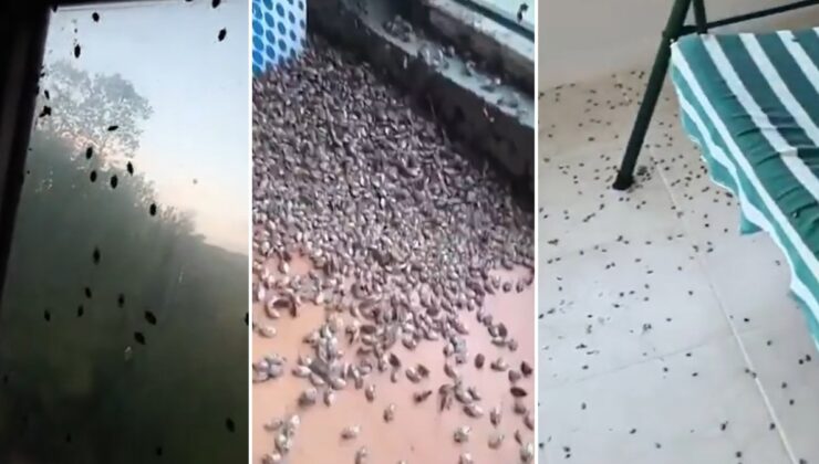 Kentteki evleri istila etti! Tehlike her geçen gün büyüyor… Halk pencereleri bantlıyor