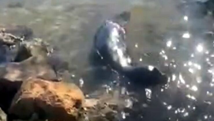 Kıyıya geldi, karaya çıktı, yardım istedi, öldü!