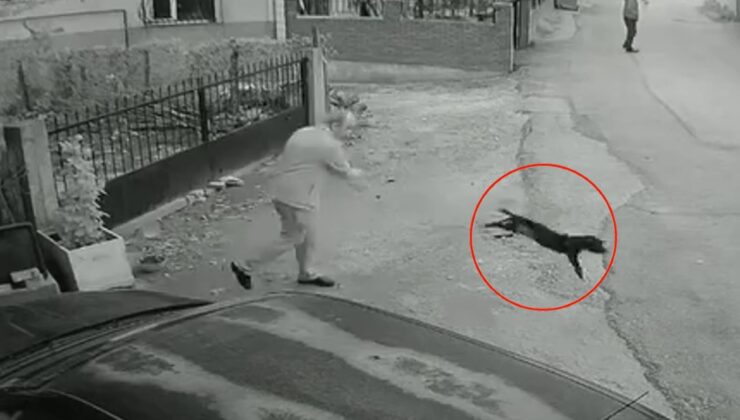 Kocaeli'de vahşet anı kamerada: Yavru köpeği kuyruğundan tutup yere fırlattı