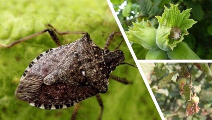 Kokarca Böceği krizine karşı 200 sülün sahaya bırakıldı