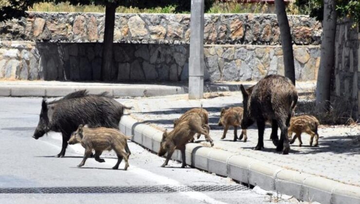 Kurşun teşvikli domuz avı projesi" tartışma yarattı