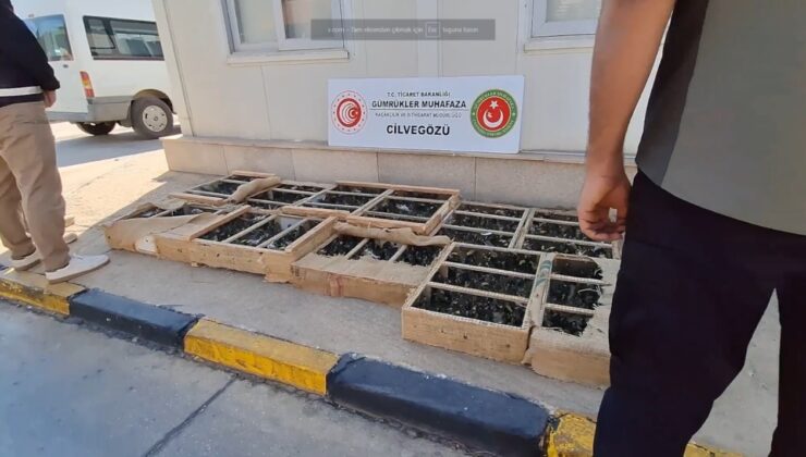 Kuş kaçırdılar, 10 milyon TL ceza yediler