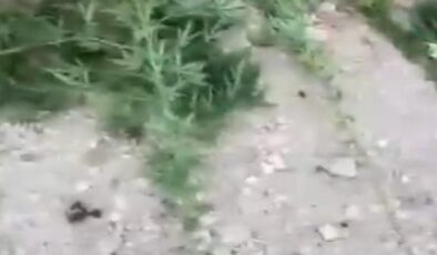 Mardin’de uyuşturucu operasyonunda 3 gözaltı