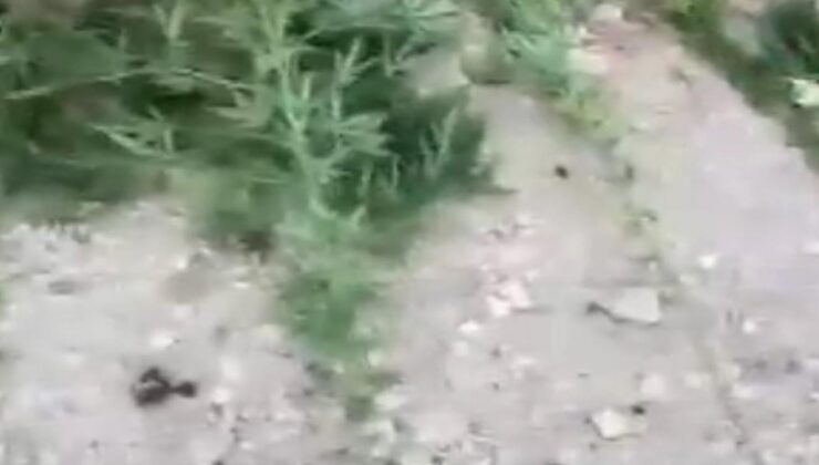 Mardin’de uyuşturucu operasyonunda 3 gözaltı