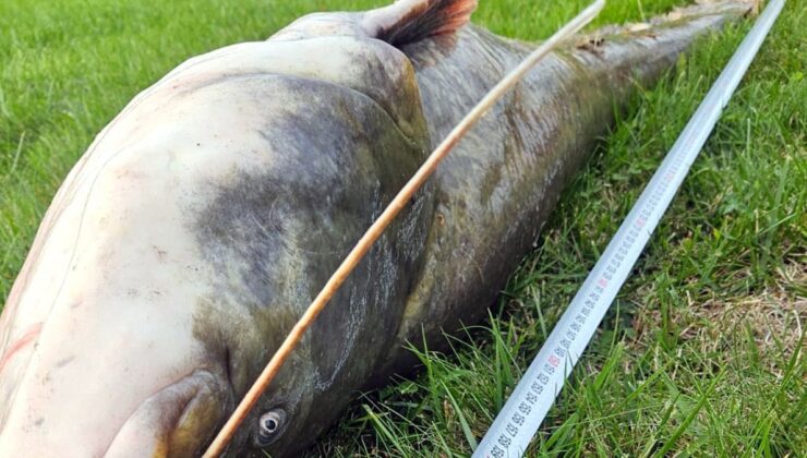 Oltayla yakaladı, gözlerine inanamadı