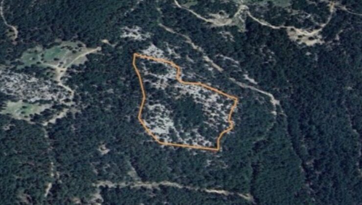 Ormanlık alana maden ocağı projesine "ÇED olumlu" kararı