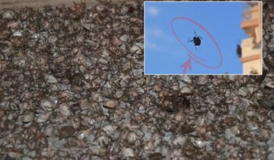 "Dünyanın sonunu getirecek böcek" İstanbul’da görüldü