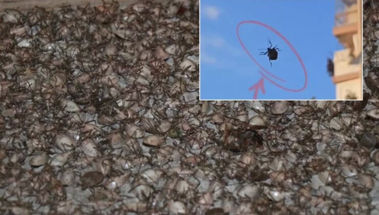 "Dünyanın sonunu getirecek böcek" İstanbul’da görüldü