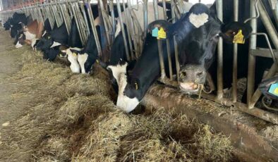 Samsun’da şap karantinası