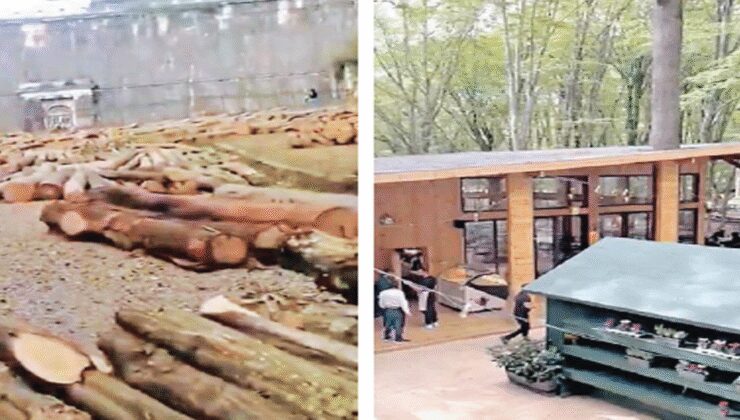 Seyreltme bahanesiyle kesip AVM gibi diktiler: Belgrad Ormanları katlediliyor