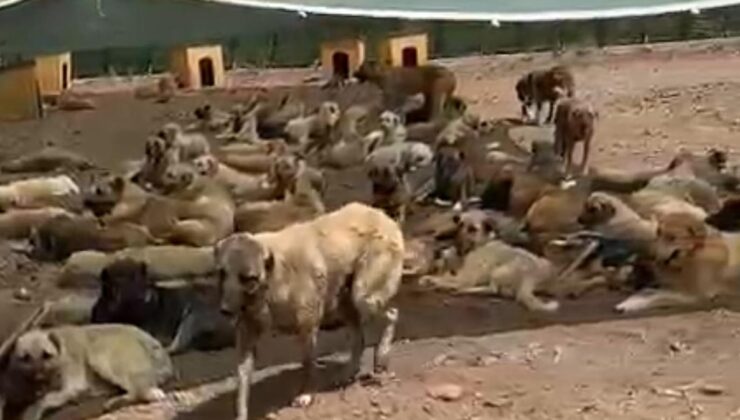 Sokak köpekleri barınak değil sanki toplama kampında! 'Ne yeterli mama var ne de temiz su'
