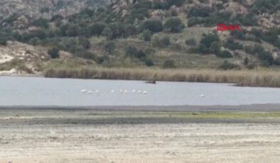 Suyu 50 metre çekilen Bafa Gölü'ne Büyük Menderes Nehri hayat verecek