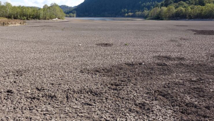 Suyu çekilince ikiye bölündü, hayvanların otlağı oldu