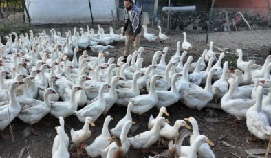 Tek ıslığıyla yüzlerce hayvan koşarak geliyor