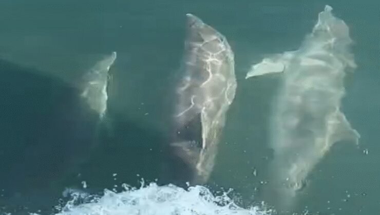 Teknesinin yanında yüzen yunusları böyle görüntüledi