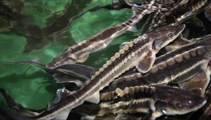 Türkiye'nin yeni gelir kapısı: 100 yıl yaşıyor, ayakkabı bile yapılıyor