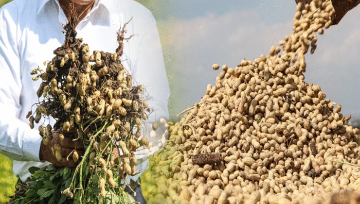 Yer fıstığının kilo fiyatı 50 TL'ye düştü