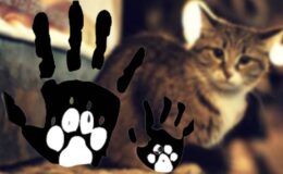 Yıllardır süren katliam: Edirne İpsala'da kediler tüfekle vuruldu