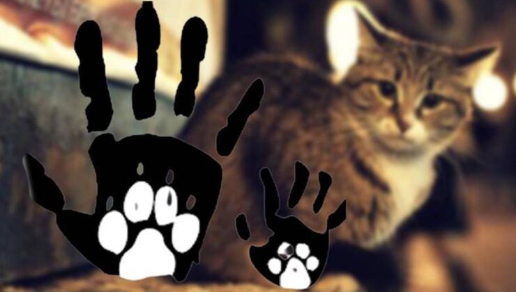 Yıllardır süren katliam: Edirne İpsala'da kediler tüfekle vuruldu