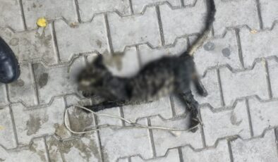 Yok böyle vicdansızlık! Yavru kediyi ayaklarından bağlayıp denize atmışlar