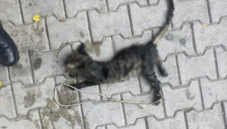 Yok böyle vicdansızlık! Yavru kediyi ayaklarından bağlayıp denize atmışlar