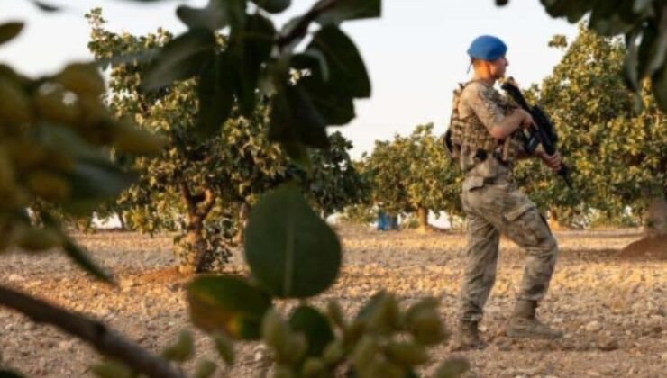 3 kilosuna daire satın alınıyor: Askerler tarlanın başında gece gündüz nöbete başladı