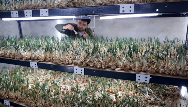 5 kilosu büyük şehirde ev aldırıyor: Topraksız 14 m² alanda bile bereketli hasat alındı