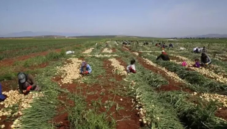 800 ton hasat tarlada kaldı