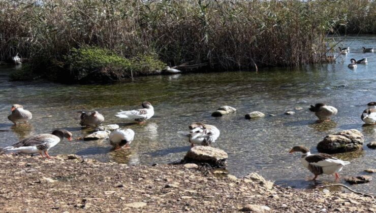 Akyaka’da alarm: Kuş gribi vakası görüldü