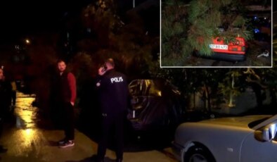 Antalya’da şiddetli rüzgar ağaç devirdi