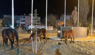 Ardahan sokaklarında sürpriz misafirler! Yılkı atları şehre indi