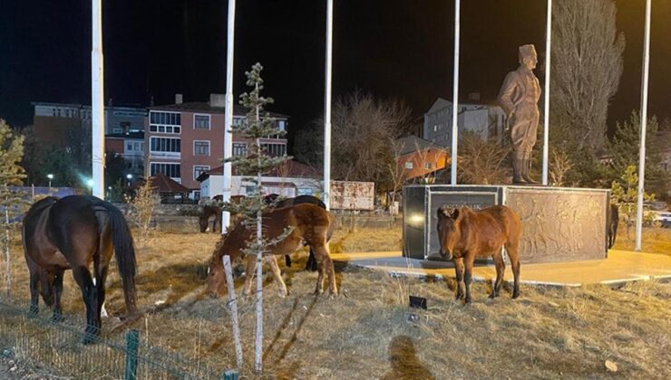 Ardahan sokaklarında sürpriz misafirler! Yılkı atları şehre indi