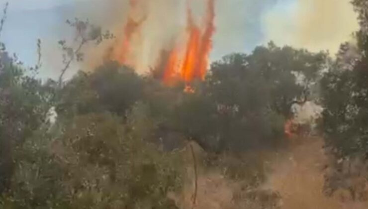 Aydın'da orman yangını! Müdahale başladı