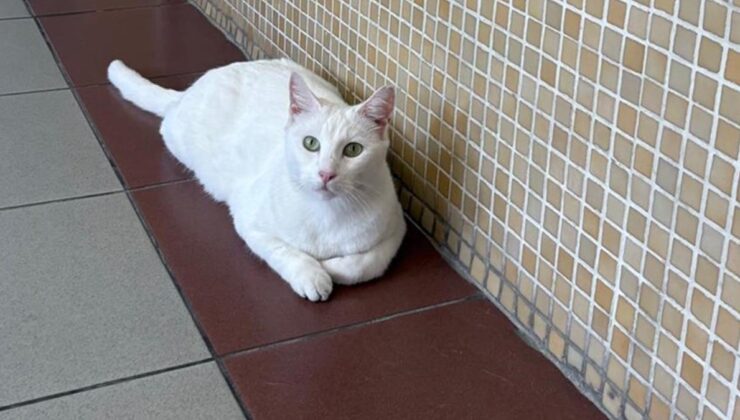 Bakırköy Adliyesi’ndeki kediler toplatılacak