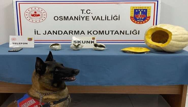 Bal kabağından uyuşturucu çıktı