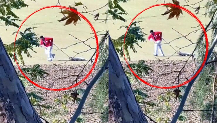 Belediye personelinin caniliği: Sokak köpeğini iple sürükledi