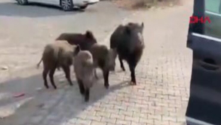 Beslemeye çalıştığı domuz, kolunu ısırdı; o anlar kamerada